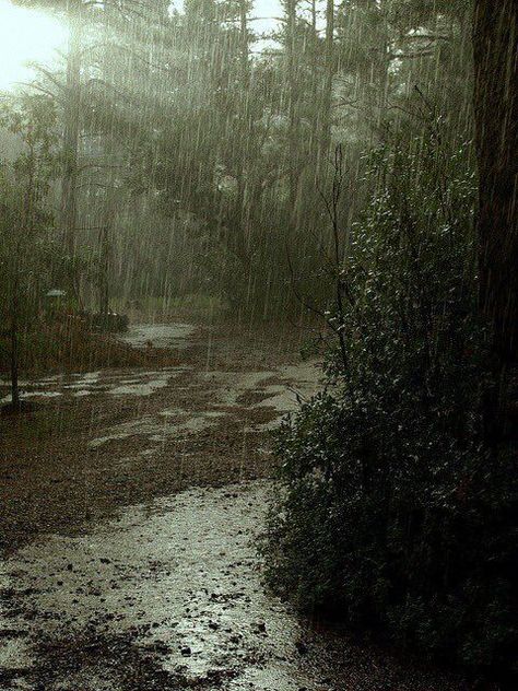 Rainy Gloomy Aesthetic, Rain Aesthetic, Rain Gloomy Aesthetic, Raining Dark Aesthetic, Rainy Day Forest Aesthetic, Dark Rainy Woods Aesthetic, Creepy Movies, Rain Pictures, Rainy Day Aesthetic