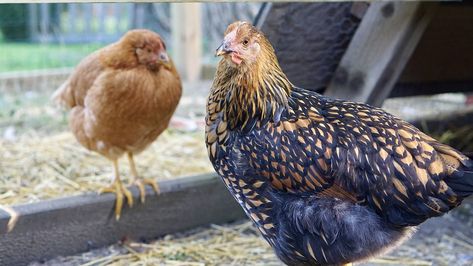 Considering The Golden Laced Wyandotte? Everything You Need To Know Chickens Egg Color, Wyandotte Chicken Eggs, Gold Laced Wyandotte, Wyandotte Chickens, Wyandotte Hen, Chicken Egg Colors, Laced Wyandotte, Wyandotte Chicken, Chickens Farm