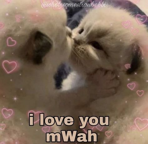 Love You Cute Pictures, Byeeeee Funny, Cats I Love You, Love Memes Cute, I Miss You Cute Pics, I Love You Cat, Cute Reaction Pics, Me And You, Your So Cute