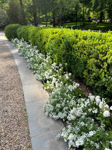 Peagravel driveway edged in stone with boxwoods and annuals Driveway Landscape, Driveway Entrance Landscaping, Home Gardens, Driveway Landscaping, Front Yard Garden Design, Front Landscaping, Landscaping With Large Rocks, Rock Garden Landscaping, Stone Garden