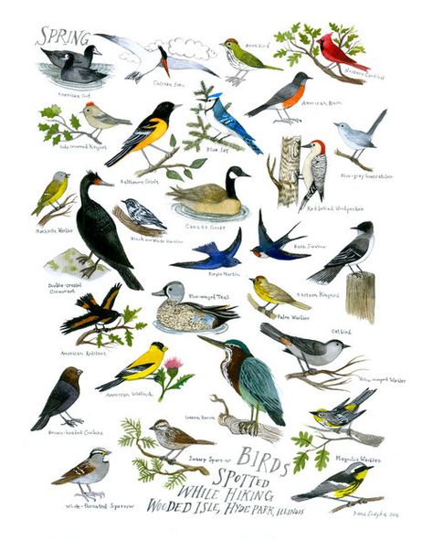 Birds Spotted While Hiking Wooded Isle, Hyde Park, Illinois by Diana Sudyka Insect Identification, Backyard Birds Watching, Backyard Birds Sanctuary, Book Drawings, Natural Objects, Bird Identification, Bird House Kits, Infographic Poster, Birdcages