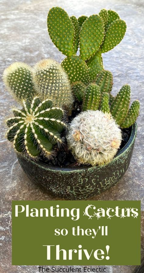 Cacti Display Ideas, Cacti Planter Ideas, How To Display Cactus Plants, Cacti Arrangement Planters, Cactus Dish Garden Ideas, Diy Cactus Planter Ideas, Cactus Mini Garden, How To Repot A Cactus, Planting Cactus In Pots