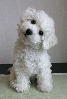 Drawing Tutorials, Maltese, Bichon Havanais, Bichon Frise Puppy, Bichon Frise Dogs, Best Dog Breeds, White Dog, Bichon Frise, 귀여운 동물