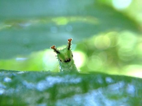 Japanese Emperor Caterpillar, Emperor Caterpillar, Japanese Emperor, Cool Bugs, Beautiful Bugs, Creepy Crawlies, Arthropods, Arachnids, Silly Animals