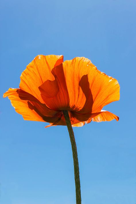 Orange Colour Photography, Flowers Reference Photo, Blue Orange Aesthetic, Orange Blue Aesthetic, Orange Flowers Painting, Blue And Orange Aesthetic, Orange Poppy Flower, Blue Orange Flowers, Ap Classes