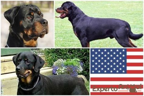 Rottweiler americano e alemão - Diferenças e características de cada um Rottweiler, Husky, Dogs, Animals