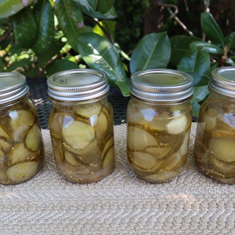 The Best Pickles Yet: English Cucumber Pickle Chips Pickled English Cucumbers, Best Cucumbers For Pickles, Pickled English Cucumber Recipes, English Cucumber Pickles, Best Homemade Pickles, Preserving Cucumbers, Making Dill Pickles, Cucumber Chips, Pickle Brine