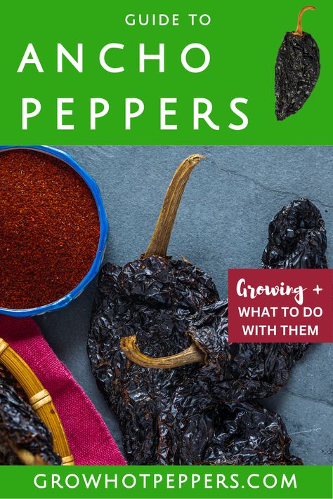 ancho peppers and ground chile ancho powder How To Dry Ancho Peppers, Ancho Peppers, Peppers Growing, Pepper Varieties, Growing Hot Pepper, Hot Peppers, Stuffed Poblano Peppers, Peppers Recipes, Enchilada Sauce