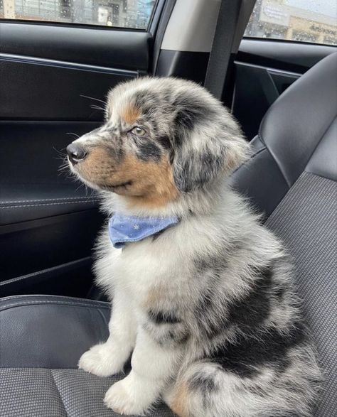 Cute Australian Shepherd Puppies, Baby Australian Shepherd, Australian Shepherd Merle, Blue Merle Australian Shepherd, Cute Doggies, Dream Puppy, Aussie Shepherd, Australian Shepherd Puppy