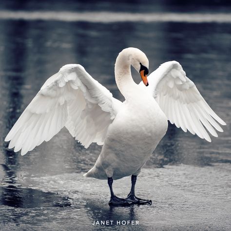 Swan Reference Photo, Swan Front View, Swan Anatomy, Swan Reference, Swans Aesthetic, Swan Flying, Swan Photos, Flying Swan, Swan Photo