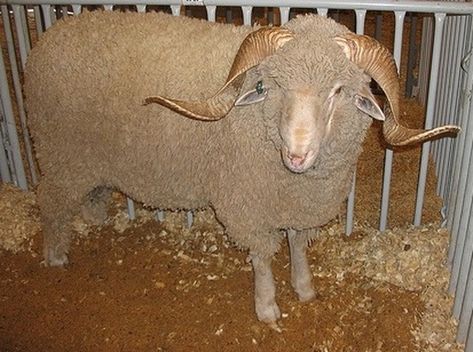 Rambouillet Sheep Rambouillet Sheep, Strongest Animal, Sheep Dogs, Musk Ox, Sheep Breeds, Merino Sheep, Sheep Farm, Red Dog, Fiber Arts