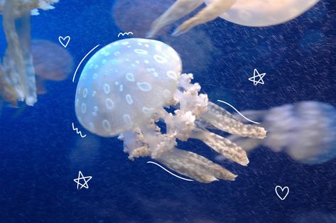 Aquatic Aesthetic Icons, Aesthetic Sea Creatures, Wallpaper Agua, Jellyfish Swimming, Sea Jellies, Princess Jellyfish, You Are My Moon, Cocoppa Wallpaper, Beautiful Sea Creatures