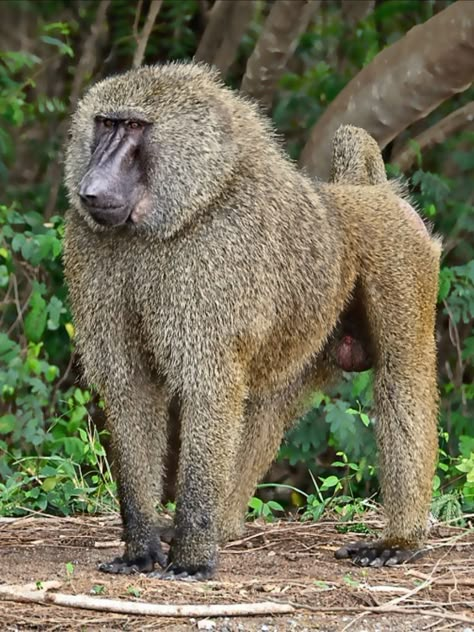 Baboon Monkey, Olive Baboon, African Animals Photography, Wild Animals Painting, Elephant Shrew, Tropical Animals, Background Wallpaper For Photoshop, Baboon, African Wildlife