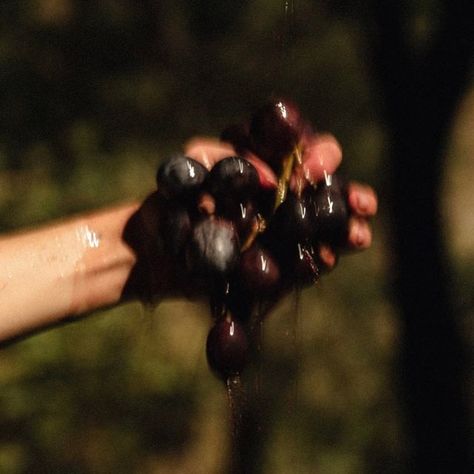 Two Wine Glasses Aesthetic, Wine Making Aesthetic, Grape Vine Aesthetic, Grapes Of Wrath Aesthetic, Grape Aesthetic, Grapes Aesthetic, Grapes Wine, Wine Aesthetic, Wine Making Process