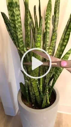 Projek Mengait, Evergreen Candle, Snake Plant Care, نباتات منزلية, Plant Care Houseplant, Summer Mantle Decor, Front Yard Landscaping Simple, Wallpaper Tumblr, Summer Decorating Ideas