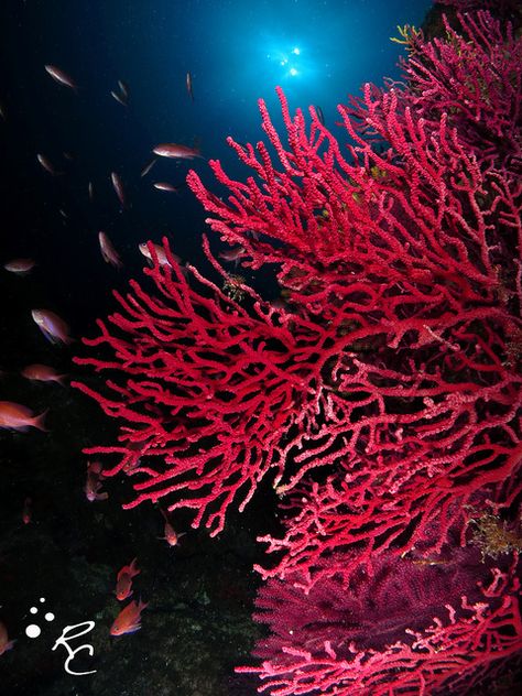 Red Sea coral                                                                                                                                                      More Red Sea Creatures, Coral Tattoo, Coral Life, Exposition Photo, Aquarium Terrarium, Red Ocean, Coral Art, Under The Ocean, Coral Sea