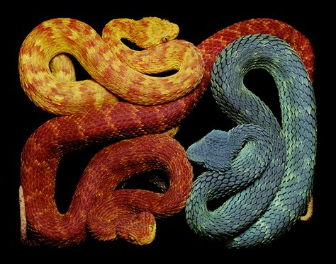 Squam vipers African Bush Viper, Bush Viper, Poisonous Snakes, Colorful Snakes, Boa Constrictor, Beautiful Snakes, Snake Art, Snake Venom, Colossal Art