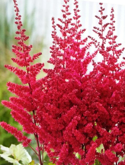 Astilbe Flower, Pink Astilbe, Red Roots, Perennial Bulbs, Red Bud, Anemone Flower, Clay Soil, Hardy Perennials, Bulb Flowers