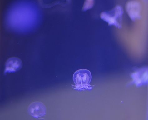 tiny tiny jellyfish Round Aquarium, Tiny Jellyfish, Baby Jellyfish, Sea Jellies, Marine Science, Underwater Animals, Oregon State University, Jelly Fish, Circular Motion