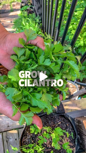 Char + Marv | Planted in the Garden on Instagram: "Cilantro is a versatile herb that can be grown in both gardens and pots. Here are the steps to grow cilantro.

Choose the right time to plant: Cilantro grows best in cool weather, so it’s ideal to plant it in early spring after the last frost or in the fall when temperatures have cooled down to 50 to 80 degrees Fahrenheit.

Prepare the soil: Cilantro prefers loose, fast-draining soil with an acidic pH. Ensure that the soil is well-drained to prevent waterlogging.

Plant the seeds: Cilantro seeds are relatively large and easy to handle, each seeds actually contain 2 so splitting these will give you a higher germination rate. Plant them at a depth of about 1/4 inch. 

Provide the right conditions: Cilantro can handle full sun or partial shad Cilantro Seeds Planting, Grow Cilantro In Water, Growing Cilantro In A Pot, Grow Cilantro Indoors, How To Grow Cilantro, Garden Retreat Ideas, Indoor Fruit Trees, Grow Cilantro, Cilantro Plant