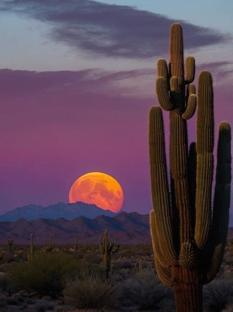 Foto Cowgirl, Country Fences, Apache Junction, Beautiful Landscape Photography, Pretty Landscapes, Desert Sunset, Sky Color, Beautiful Places On Earth, Beautiful Pics