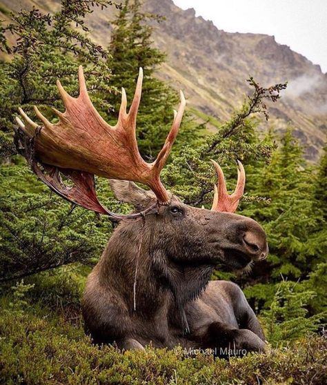 One of my favorite animals Moose Photography, Moose Pictures, Moose Deer, Bull Moose, Cocker Spaniel Dog, Wild Creatures, Majestic Animals, Animal Games, Wildlife Nature