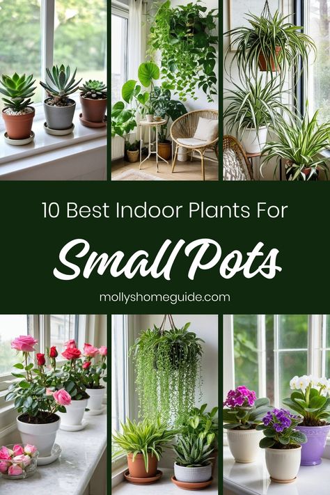 Looking to green up your small space? Discover the best indoor plants for small pots that thrive with little attention. From hard-to-kill varieties to tiny trailing peperomias, these houseplants are perfect for adding a touch of greenery to compact areas. Whether you have a windowless bathroom or just need teeny tiny houseplants, these small indoor plants are ideal for various spaces. Pair them with self-watering pots for easy care and enjoy the beauty of nature indoors! Pots For Indoor Plants Ideas, Potting House Plants, Plants In Small Pots, Small Low Light Plants Indoor, Where To Place Plants In Your Home, Small Indoor Garden Ideas, Plants For Inside The House, Plants For Small Pots, Tiny Houseplants