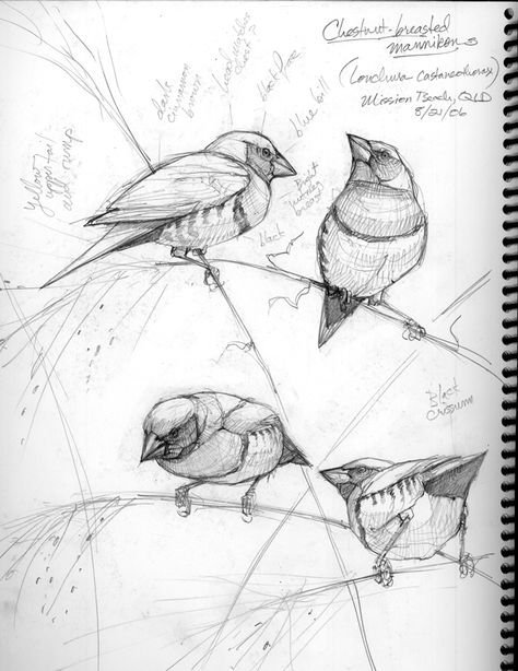 Field journal example. This is a fabulous example of studying the anatomy of a bird, its posturing and personality. Draw A Bird, Bird Sketch, Drawing Book, 수채화 그림, Arte Sketchbook, Art Instructions, Nature Journal, Bird Drawings, Bird Illustration