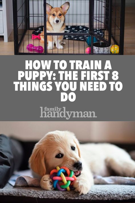 How to Train a Puppy: The First 8 Things You Need to Do Cairn Terrier, Train A Puppy, Puppy Cuddles, Puppy Time, Puppies Tips, Easiest Dogs To Train, Dog German, Cairn Terriers, Puppy Training Tips