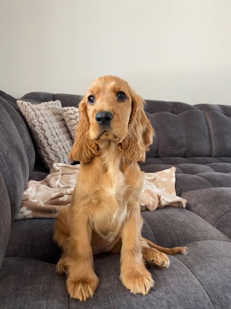 Golden Show Cocker Spaniel, Gold Cocker Spaniel, Orange Cocker Spaniel, Aesthetic Dog Pics, Ginger Dogs, Cocker Spaniel Adult, Cocker Spaniel Aesthetic, Blonde Cocker Spaniel, Tan Cocker Spaniel