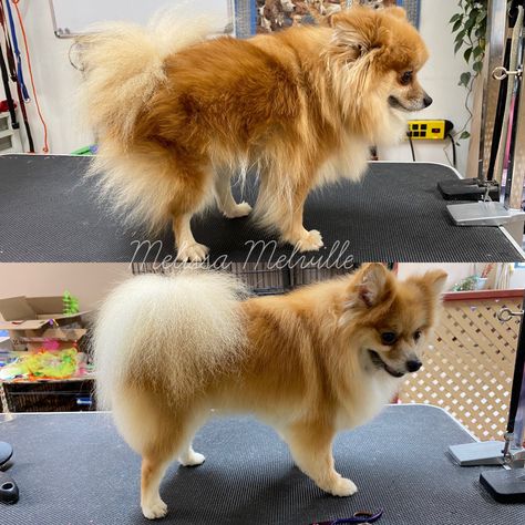 Dog Haircuts Pomeranians, Haircuts For Pomeranians, Pomsky Haircut, Pomchi Haircut, Fox Face Pomeranian Haircut, Pomeranian Grooming Styles, Pomeranian Cut, Fox Pomeranian, Shaved Pomeranian