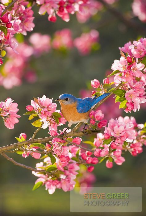 ⚘cellya⚘ on Twitter: "#Beautiful #imagem ⚘❤⚘🐦🐦🐦… " Bird Pictures, Pretty Birds, Colorful Birds, Cute Birds, Little Birds, Bird Photography, Birds Painting, Bird Watching, 귀여운 동물