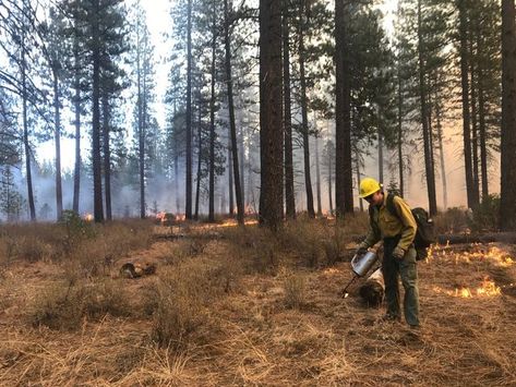 Fire Ecology, Wildfire Prevention, Forest Fire Regrowth, Conservation Of Forest, Australia Forest Fire, Wild Fire, Forest Service, Firefighter, Forest