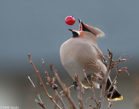 "I'm open!" Sindri Skulason snapped a perfectly timed photo of a vagrant catching a berry in Iceland. Appaloosa, Perfectly Timed Photos, Bohemian Waxwing, Cedar Waxwing, Perfect Timing, Time Photo, Pretty Birds, Quarter Horse, Unique Image