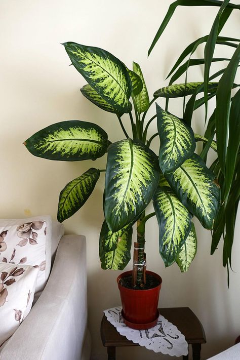 dieffenbachia Big Indoor Plants, Yucca Plant, Corn Plant, Forest Plants, Bathroom Plants, Fast Growing Plants, House Plant Care, Tall Plants, House Plants Indoor