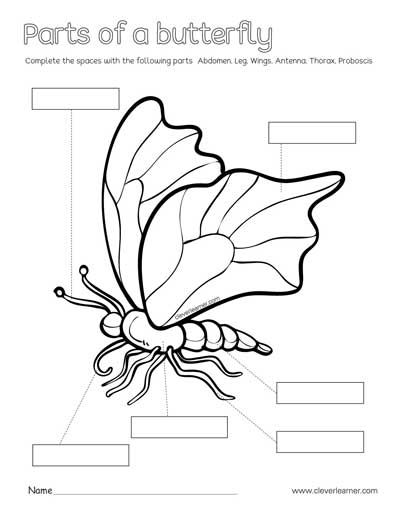 parts of a butterfly coloring sheets Parts Of A Butterfly Worksheet, Parts Of Butterfly, Parts Of A Butterfly, Butterfly Body Parts, Butterfly Preschool, Labeling Kindergarten, Butterfly Lessons, Friendly Letter Writing, Butterfly Science