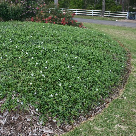 Vinca minor alba | Dwarf periwinkle Sloped Landscaping, White Periwinkle, Plant Palette, Evergreen Groundcover, Vinca Minor, Island Garden, Landscaping A Slope, Nursery Supplies, Front Yard Plants