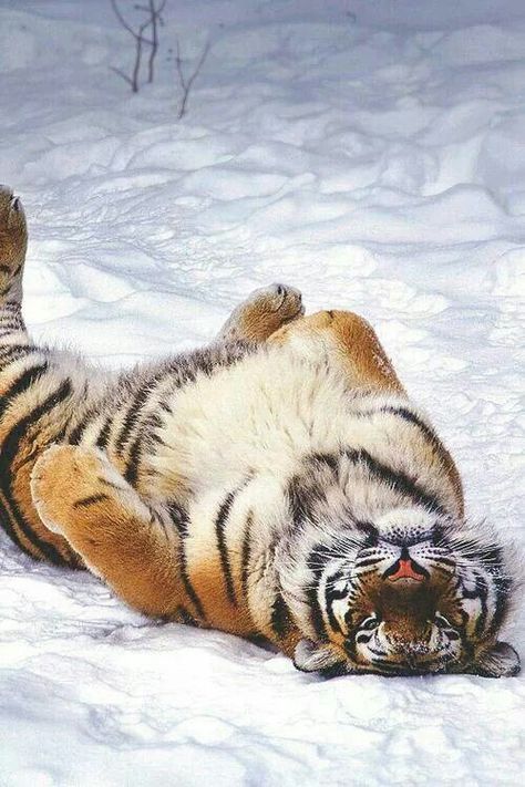 Play Snow, Regnul Animal, Tiger Love, Majestic Animals, Cheetahs, A Tiger, Large Cats, Cat Playing, Animal Planet