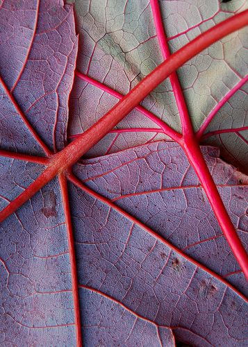 I just love when they turn this color!  Not sure which tree it comes from , i will have to look it up... Foto Macro, Nature Patterns, Texture Inspiration, Texture And Pattern, Texture Photography, Natural Patterns, Nordic Interior, Natural Form, Textures And Patterns