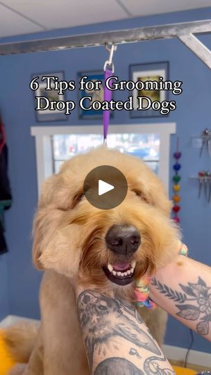 Doodle Haircuts, Doodle Grooming, Double Doodle, Dog Grooming Tips, Please Please Please, Types Of Coats, Rescue Dogs, Tag A Friend, Discount Codes