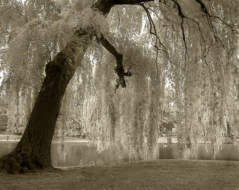 Only the most beautiful tree! The Weeping Willow! Willow Trees Garden, Willow Tree Art, Manchester Cathedral, Weeping Willow Tree, Weeping Willow, Trendy Tree, Tree Photography, Tree Illustration, Tree Drawing