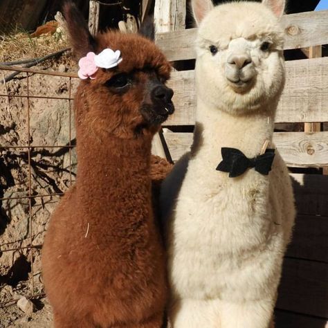 @happinessbtq posted to Instagram: Awww! Couple goals! 💕 Tag someone!   Via @alpacagear  ______________________ #love #loveit #couple #couplegoals #socute #cutenessoverload #romantic #romanticdate #animals #cuteanimals #animallovers #alpaca #alpacasofig #alpacasofinsta #alpacagram #alpacalover #explore #adventure #discover #adorable #wildlife #animalsofinstagram #instaanimals #animalsofig #nature #naturelover #happinessbtq #inspiration #f4f #l4l Alpaca Wedding, Alpaca Pictures, Alpaca Funny, Baby Zoo, Alpaca Farm, Cute Alpaca, Llama Alpaca, Basset Hounds, Cute Llama