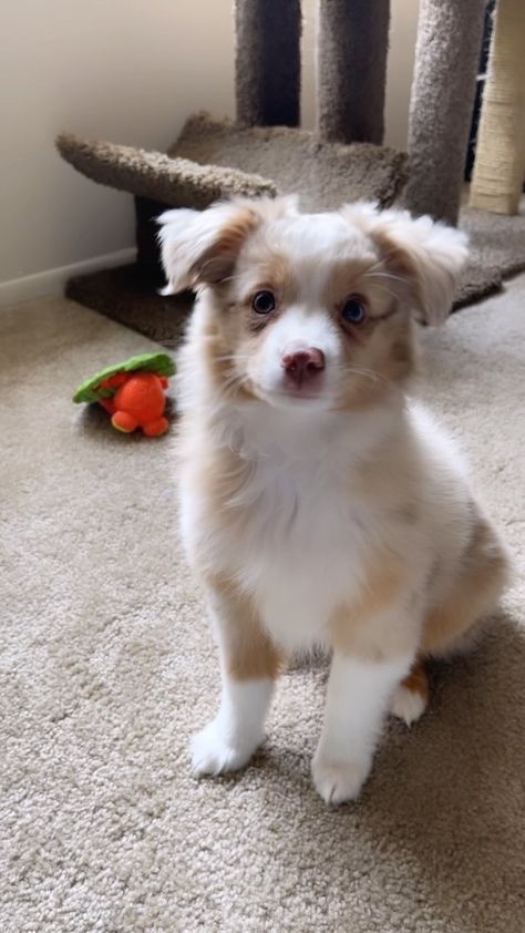 Mini Australian Shepherd Puppy, Golden Retriever Aussie Mix Puppy, Mini Australian Shepherd Full Grown, Baby Australian Shepherd, Golden Aussie, Aussie Corgi, Aussie Shepherd Puppy, Mini Dogs Breeds, Mini Aussie Shepherd