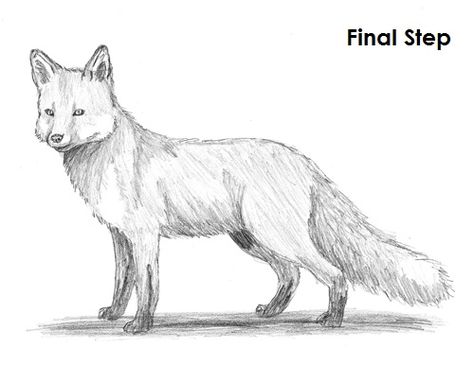 How to Draw a Fox (Red Fox) Fox Drawing Tutorial, Fox Drawing Easy, Drawing Sketch Ideas, Fox Sketch, Fox Sitting, Animal Cartoon Video, Pencils Drawings, Drawing Instructions, Fox Artwork