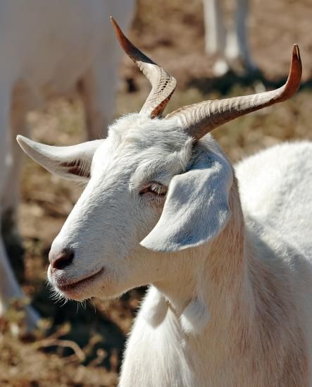 Goats, White