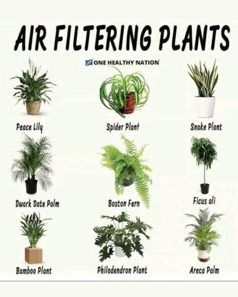 Air Filtering Plants 🌿 These houseplants are not just beautiful additions to your home but also powerful air purifiers. They help filter out harmful toxins and improve air quality, making your living space healthier. Top Air Filtering Plants: • Peace Lily: Filters Benzene and Formaldehyde • Spider Plant: Filters Xylene and Toluene • Snake Plant: Filters Benzene, Formaldehyde, and Trichloroethylene • Dwarf Date Palm: Filters Xylene and Toluene • Boston Fern: Filters Formaldehyde and Xylene • ... Air Filtering Plants, Houseplant Trellis, Plants Grown In Water, Plant Display Ideas, Date Palm, Boston Fern, Philodendron Plant, Spider Plant, Plant Care Houseplant