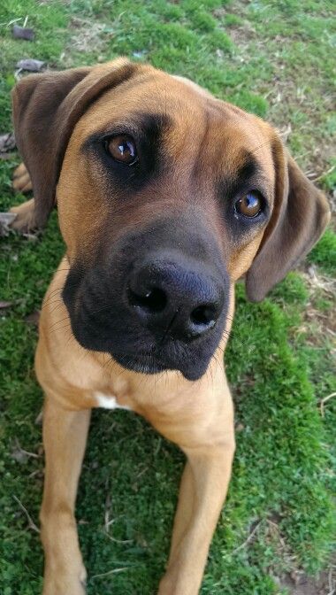 Boxer mix Boxer Mix Dogs, Pitbull Boxer Mix, Doberman Mix, Cute Boxers, Boxer Mix, Doberman, Writing A Book, Labrador Retriever, Labrador