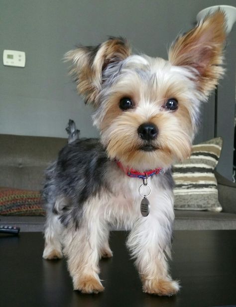 Floppy Ear Yorkie Haircuts, Chorkie Haircut, Yorkie Puppy Haircuts, Terrier Haircut, Yorkie Haircut, Yorkie Hair, Yorkshire Terrier Grooming, Yorkie Hairstyles, Yorkshire Terrier Funny