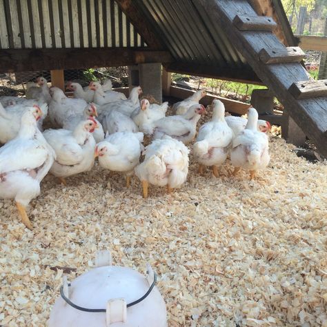 Raising Meat Chickens, you will never go back to store-bought again! Meat Chickens Raising, African Storytelling, Chicken Rearing, Raising Meat Chickens, Pig Breeds, Meat Birds, Broiler Chicken, Family Compound, Raising Chicks