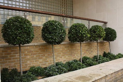 Bay Laurel Tree, Laurel Tree, Courtyard Gardens, Balcony Design Ideas, Bay Tree, Back Garden Design, Japanese Bonsai, Courtyard Design, Bonsai Trees